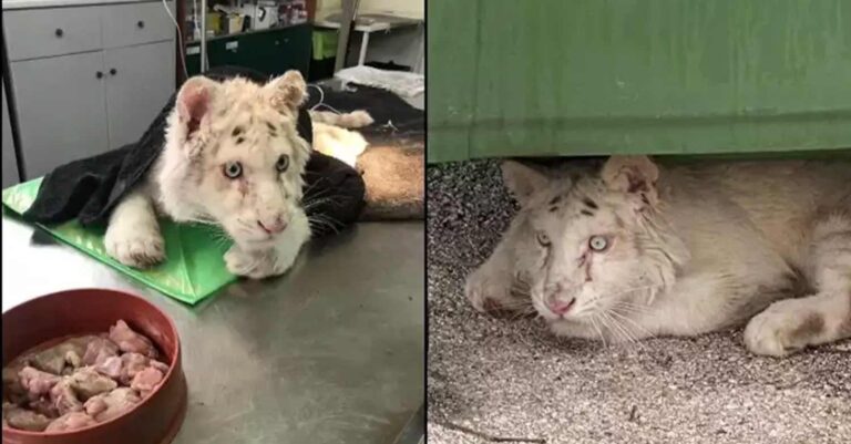 Αττικό Ζωολογικό Πάρκο: Το τιγράκι δεν έχει εκτεθεί ποτέ στον ήλιο – Ο ιδιοκτήτης του μπορεί να εμπλέκεται στο λαθρεμπόριο άγριων ζώων