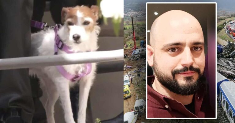 Η συγκινητική ιστορία του Τάβι: Γλίτωσε από την τραγωδία των Τεμπών και έψαχνε στα συντρίμμια το αφεντικό του