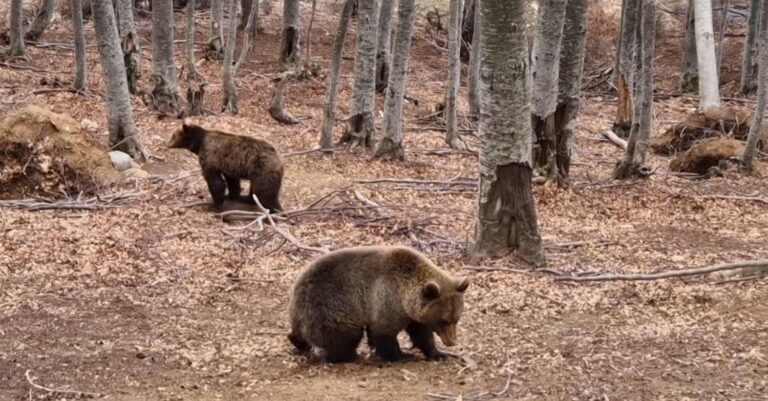 Νυμφαίο: Οι αρκούδες ξύπνησαν και ψάχνουν για τροφή