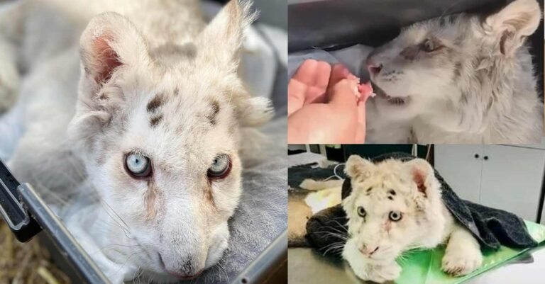 Ευχάριστη εξέλιξη: Το λευκό τιγράκι βγήκε πρώτη φορά στον ήλιο, τρώει με όρεξη και δέχτηκε χάδια