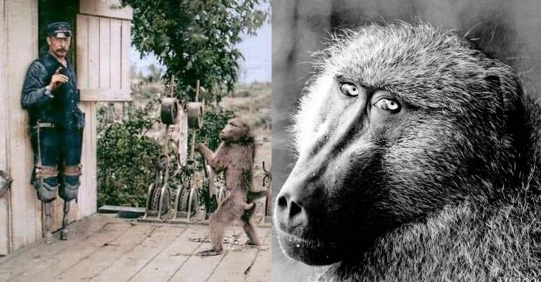 Τζακ: O μπαμπουίνος που εργάστηκε σε σιδηροδρομικό σταθμό άψογα ως υπάλληλος για 9 χρόνια