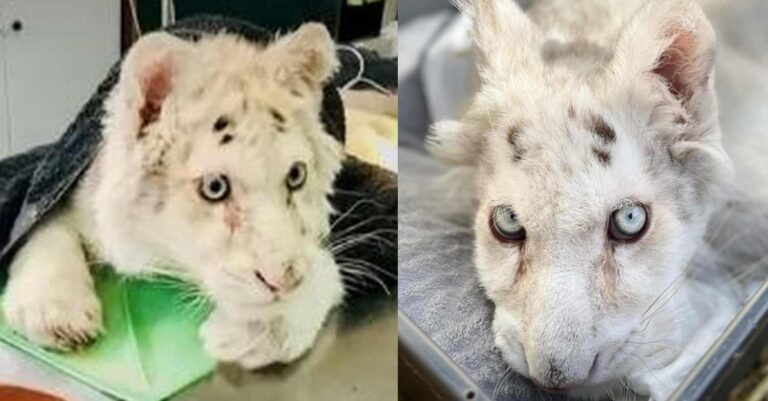 Παρέμβαση της Αντεισαγγελέα Αρείου Πάγου για το τριγράκι στο Αττικό Πάρκο μετά το βίντεο της εγκατάλειψης