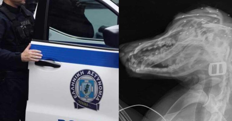 Σοκ στο Ρέθυμνο: Άνδρας πυροβόλησε στο κεφάλι σκύλο που έπαιζε σε αυλή με δυο μικρά παιδιά