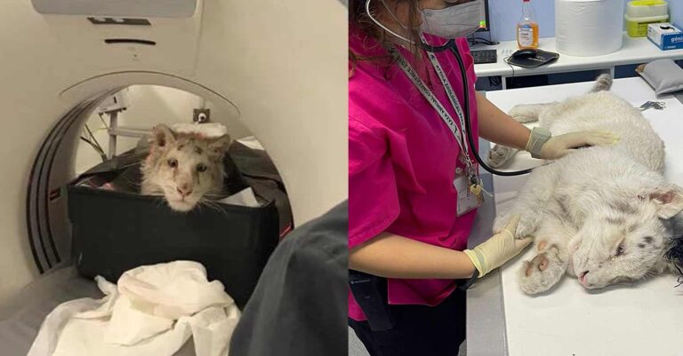 Αττικό Πάρκο: Σοβαρά προβλήματα έδειξε η μαγνητική για το λευκό τιγράκι που βρέθηκε στα σκουπίδια