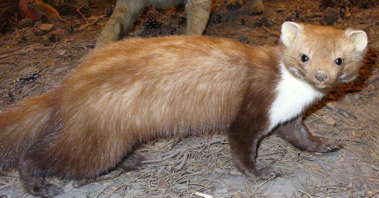 Ένα κουνάβι «νίκησε» την ΔΕΗ και έριξε το ρεύμα στη μισή Καρδίτσα