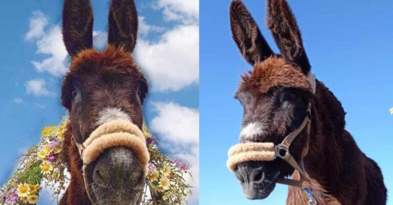 Σαντορίνη: Ευθανασία σε γαϊδουράκι που ανεβοκατέβαινε 588 σκαλιά με παραμορφωμένο πόδι