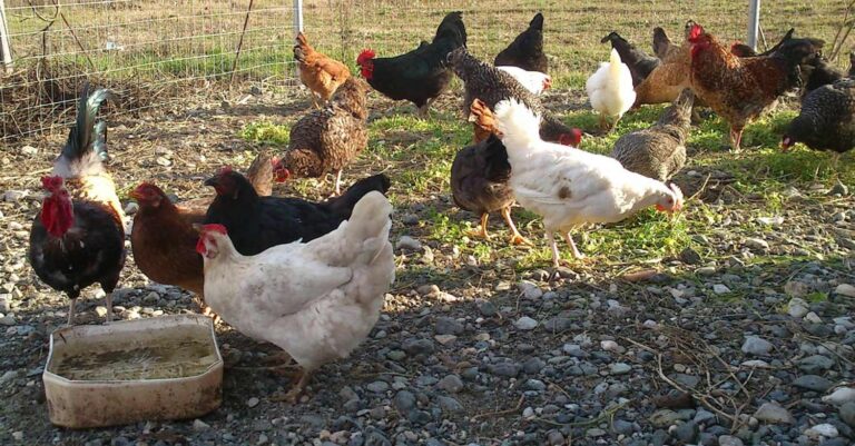 Μπαίνει… πλαφόν στις κότες που βρίσκονται στις αυλές των χωριών