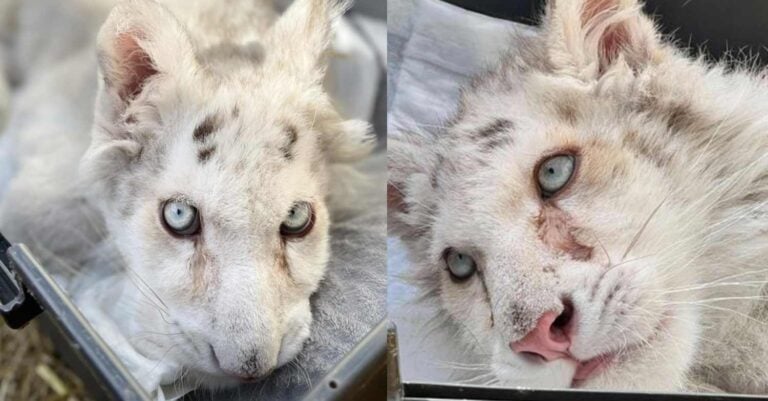 Αττικό Πάρκο: Το τιγράκι αποκάλυψε κύκλωμα λαθρεμπόρων άγριων ζώων – Παρέμβαση Βουρλιώτη