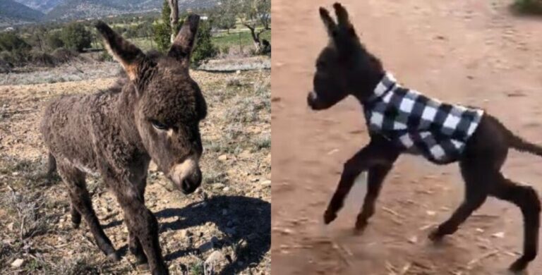 Τρέχει σαν τον άνεμο ο Ορέστης: Το γαϊδούρι που είχε βρεθεί νεογέννητο στο Κορωπί