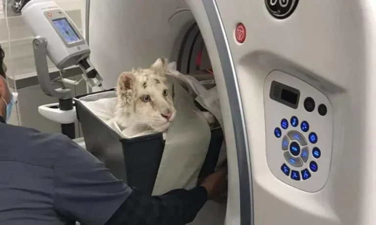 Λευκό τιγράκι στο Αττικό Ζωολογικό Πάρκο: «Έσπαγαν τα πλευρά της ακόμη και με μικρές κινήσεις»