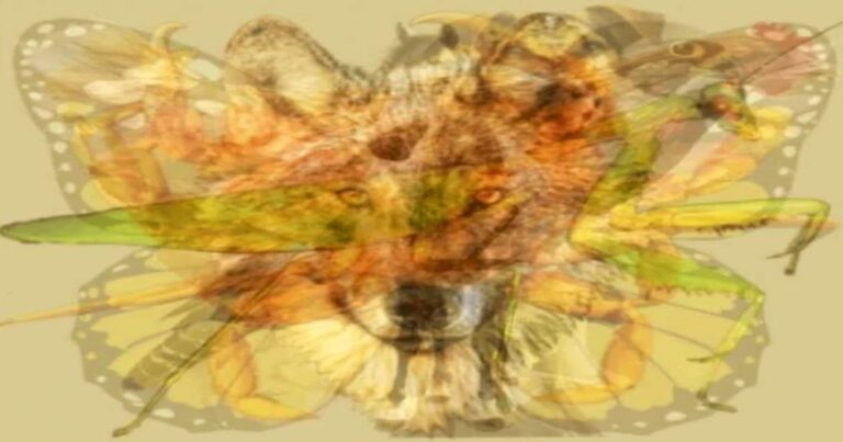 Άλογο, κόκορας, γεράκι ή περιστέρι; Το ζώο που βλέπεις 1ο στην εικόνα τα δείχνει όλα για την προσωπικότητά σου