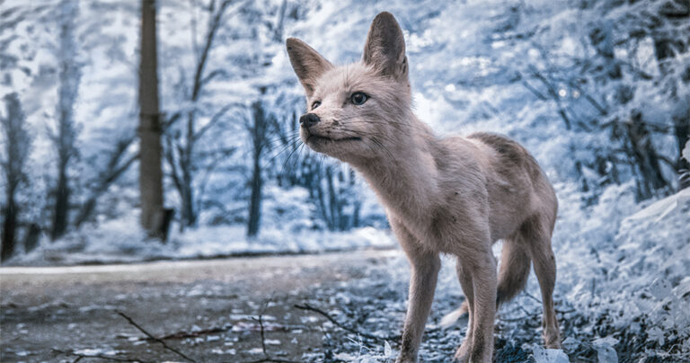 Φωτογραφίες του Τσερνόμπιλ με υπέρυθρη φωτογράφιση δείχνουν πιο τρομακτικές από ποτέ