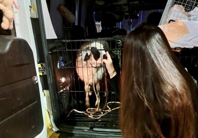 Έσωσαν αρνάκι που το είχε πάρει οικογένεια στη Χαραυγή για να το σφάξει δημόσια