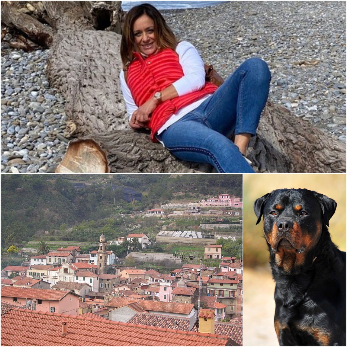 collage rottweiler patrizia la marca