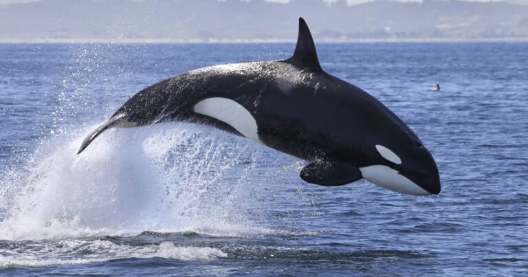 Ενυδρείο στη Φλόριντα απελευθερώνει φάλαινα όρκα 2 τόνων έπειτα από 50 χρόνια αιχμαλωσίας