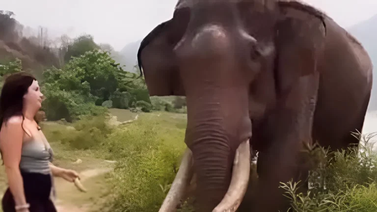 Ινδία: Ελέφαντας πέταξε στον αέρα γυναίκα που τον κορόιδευε με μπανάνες