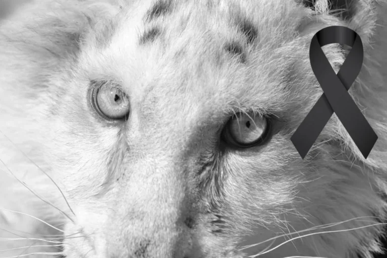 Λευκή τίγρης: Η μικρή Χασίγια έφυγε ανώδυνα για εκεί που δεν υπάρχει πόνος