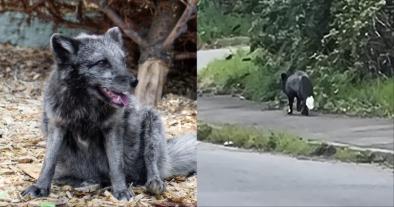 «Μείνετε μακριά του»: Μυστηριώδες πλάσμα εντοπίστηκε στους δρόμους και οι αρχές προειδοποιούν τους πολίτες