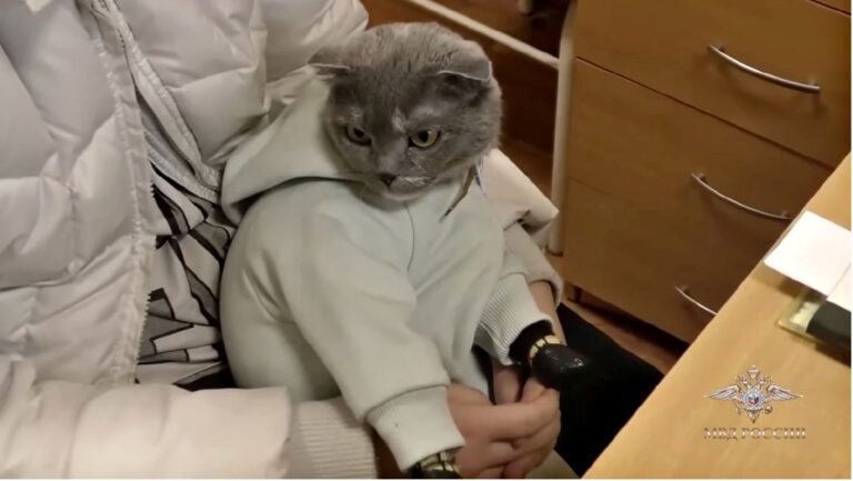 Ρωσία: Μεταμφίεσε την γάτα της σε μωρό για να μεταφέρει ναρκωτικά