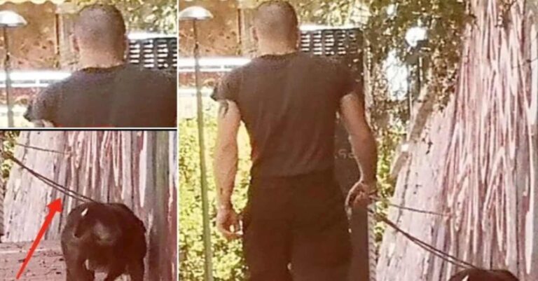 Καισαριανή – Βύρωνας: Αυτός είναι ο ιδιοκτήτης πίτμπουλ που το βάζει να σκοτώνει γάτες