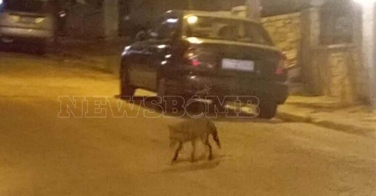 Εμφανίστηκε αλεπού στο Γαλάτσι – Μια εικόνα που σίγουρα δεν έχουμε συνηθίσει