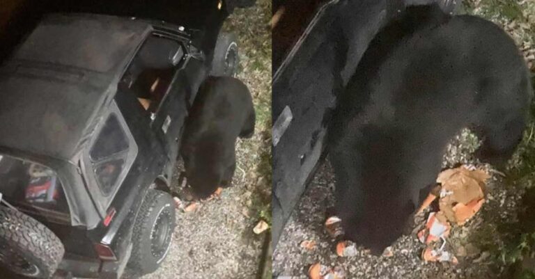 Kαναδάς: Αρκούδα διέρρηξε αυτοκίνητο και ήπιε 72 κουτάκια αναψυκτικού