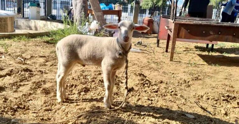 Αδιανόητο περιστατικό στο Κερατσίνι: Πήγαν να σφάξουν αρνάκι σε προαύλιο εκκλησίας γιατί το είχαν κάνει τάμα