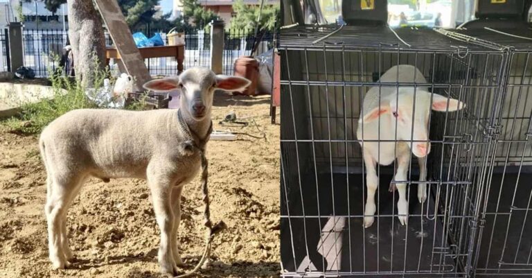Κερατσίνι: Πήγαν αρνάκι για σφαγή σε εκκλησία – Έστησαν ψησταριές και άναψαν φωτιές