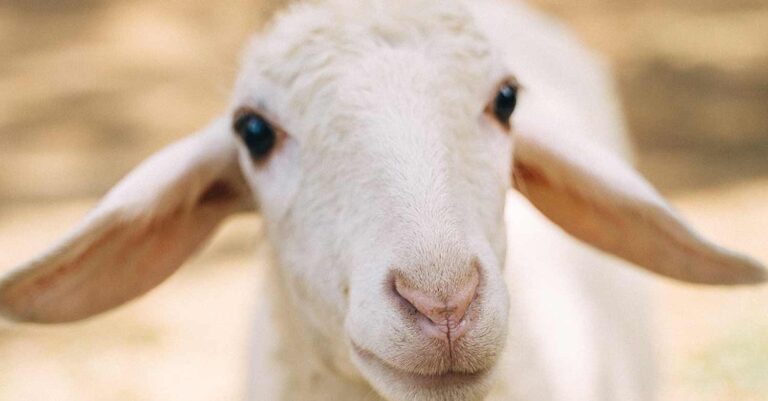 Κερατσίνι: Πήγαν αρνάκι για σφαγή έξω από εκκλησία γιατί είχαν κάνει «τάμα» – Παρέμβαση της ΕΛ.ΑΣ.