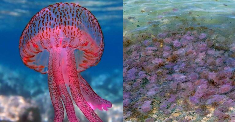 Ήρθανε νωρίς: Οι μωβ μέδουσες έχουν κάνει ήδη την εμφάνισή τους στις ελληνικές παραλίες