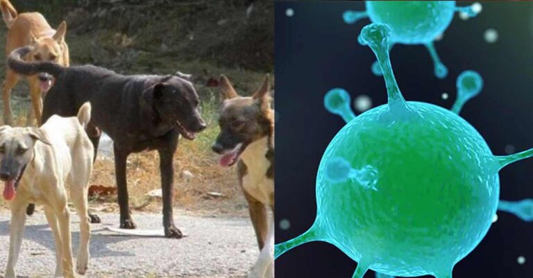 Γρίπη των σκύλων: Πόσο επικίνδυνη είναι και πόσο μπορεί να φέρει την επόμενη πανδημία