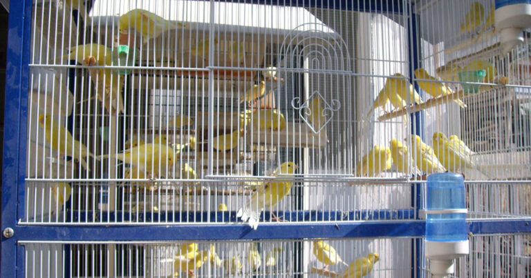 Πέθανε ο σύντροφός μου. H γυναίκα του κληρονόμησε σπίτι και αμάξι και σ’ εμένα άφησε 45 καναρίνια