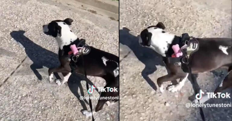 Βίντεο για Όσκαρ: Σκυλίτσα προσποιείται ότι κουτσαίνει για να κάνει μεγαλύτερη βόλτα