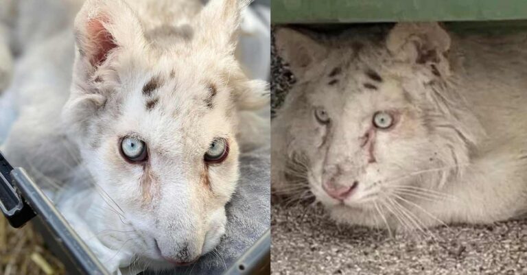 Λευκό τιγράκι: Οριστική η απόφαση για ευθανασία – «Δεν υπάρχει επιστροφή, ήταν η μοναδική λύση»