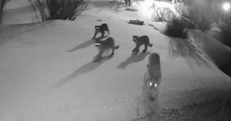 Η κάμερα «έπιασε» αυτό που δεν θέλει να δει κανείς – Πούμα καραδοκούν σε γειτονιά