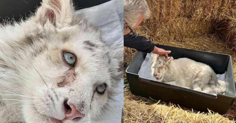 Λευκό τιγράκι: Νέα στοιχεία για τον άνθρωπο που το εγκατέλειψε – Τα νεότερα για την ευθανασία