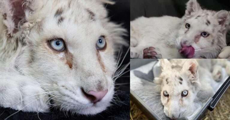 Δυστυχώς: Έγινε ευθανασία στο λευκό τιγράκι που συγκίνησε ολόκληρη την Ελλάδα
