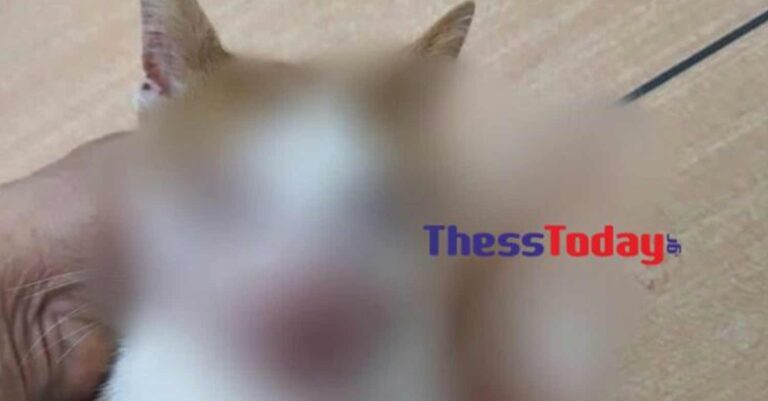 Κτηνωδία στη Θεσσαλονίκη: Κλώτσησαν και τύφλωσαν γατάκι
