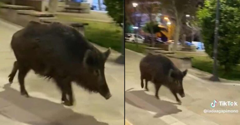 Θεσσαλονίκη: Αγριογούρουνο… κόβει βόλτες σε πλατεία στην Τριανδρία – Viral βίντεο στο TikTok