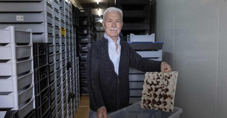 Στην Ελλάδα: Εκτρέφουν κατσαρίδες υψηλής ποιότητας