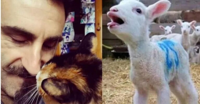 Γιώργος Κοψιδάς για τα αρνιά το Πάσχα: «Είναι μια ψυχούλα που θέλει να ζήσει και όχι εμπόρευμα»