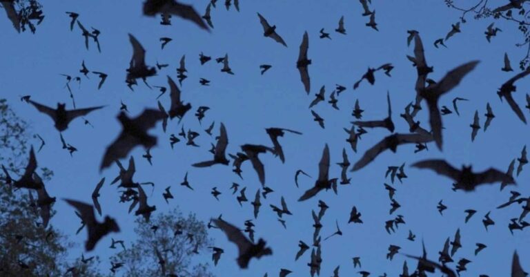 Γερμανία: Οι αρχές εντόπισαν μαγειρεμένες νυχτερίδες σε βαν