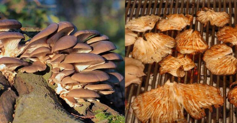 Τα μανιτάρια πλευρώτους διαγράφονται από τις χορτοφαγικές επιλογές, καθώς σκοτώνουν και τρώνε σκουλήκια