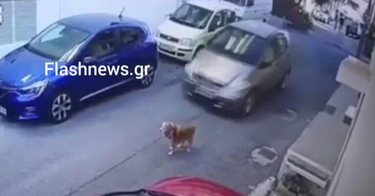 Κρήτη: Συνελήφθη η οδηγός που χτύπησε εν ψυχρώ σκύλο με το αυτοκίνητό της – Το εξοργιστικό βίντεο