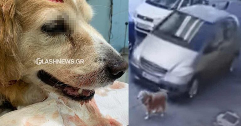 Πάσχα στα κρατητήρια για την 63χρονη που χτύπησε τον σκύλο με το αυτοκίνητο