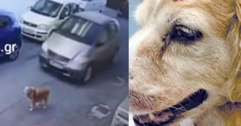 «Δεν ήθελα να του κάνω κακό»: Κατέρρευσε η 63χρονη που πάτησε τον σκύλο όταν άκουσε το πρόστιμο των 40.500 ευρώ