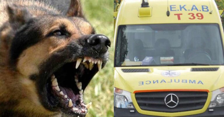 Φρίκη στα Άνω Λιόσια: Αγέλη σκύλων κατασπάραξε 68χρονη μέχρι θανάτου