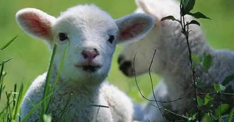 Γιατί σουβλίζουμε αρνί το Πάσχα;