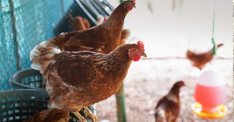 «Τέλος» το χωριό όπως το ξέραμε μετά το πλαφόν σε κότες, πρόβατα, κουνέλια