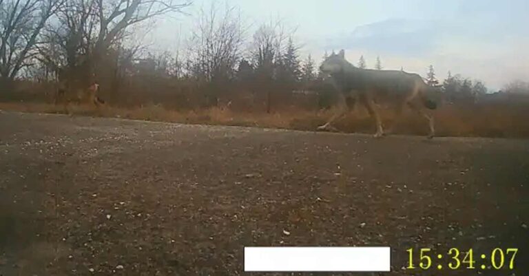 Σέρρες: Λύκος κόβει βόλτες δίπλα σε νηπιαγωγείο